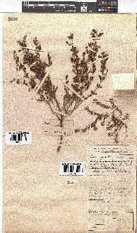 Erica canescens image