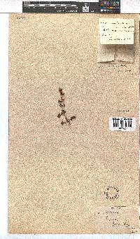 Erica canescens image