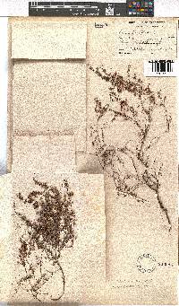 Erica canescens image