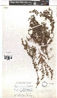 Erica canescens image