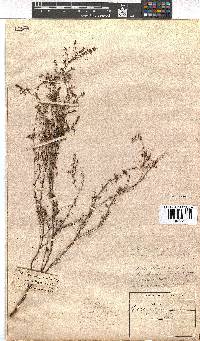 Erica canescens image