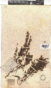 Erica canescens image