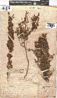 Erica canescens image