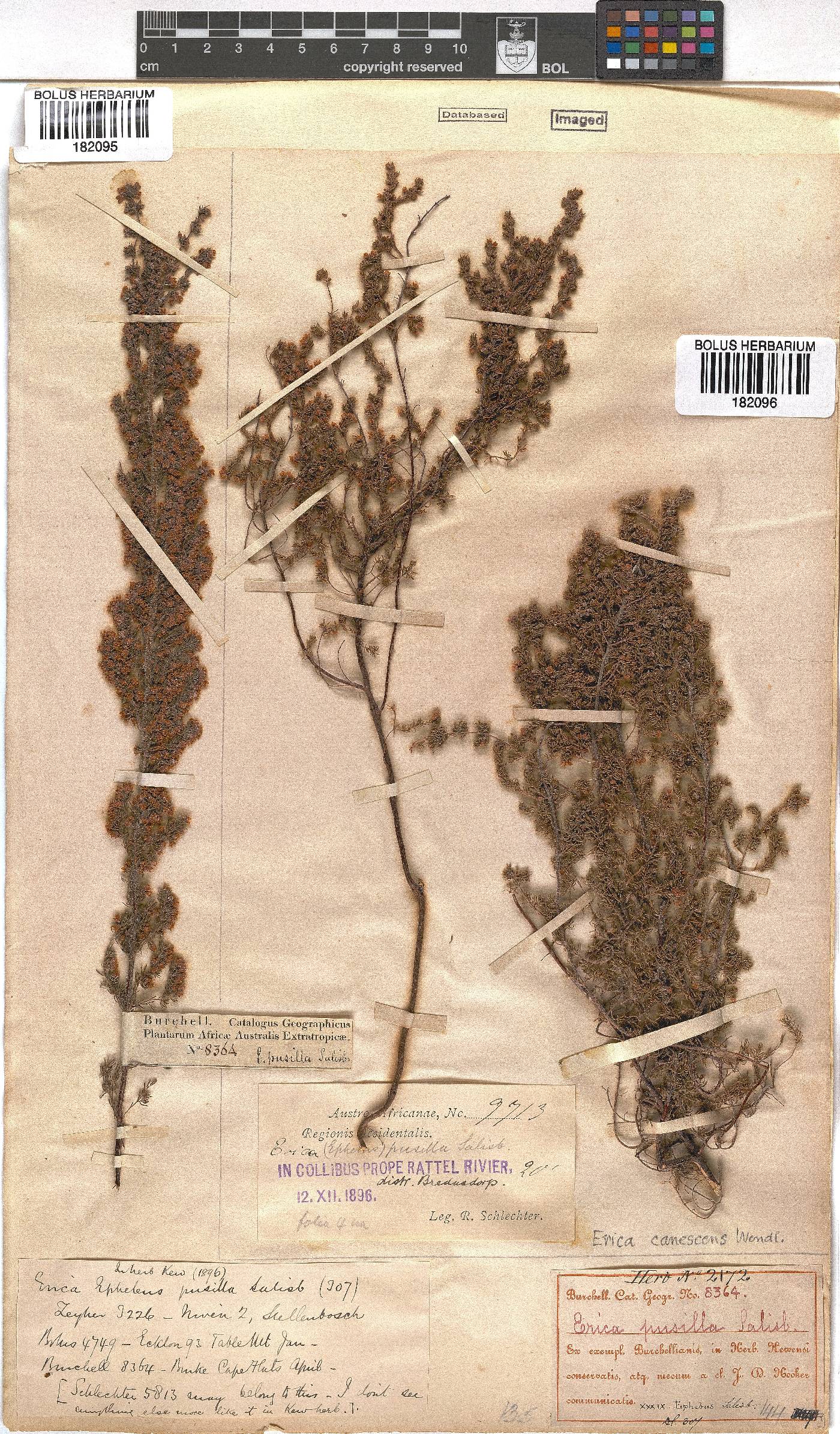 Erica canescens image