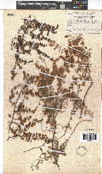 Erica canescens image