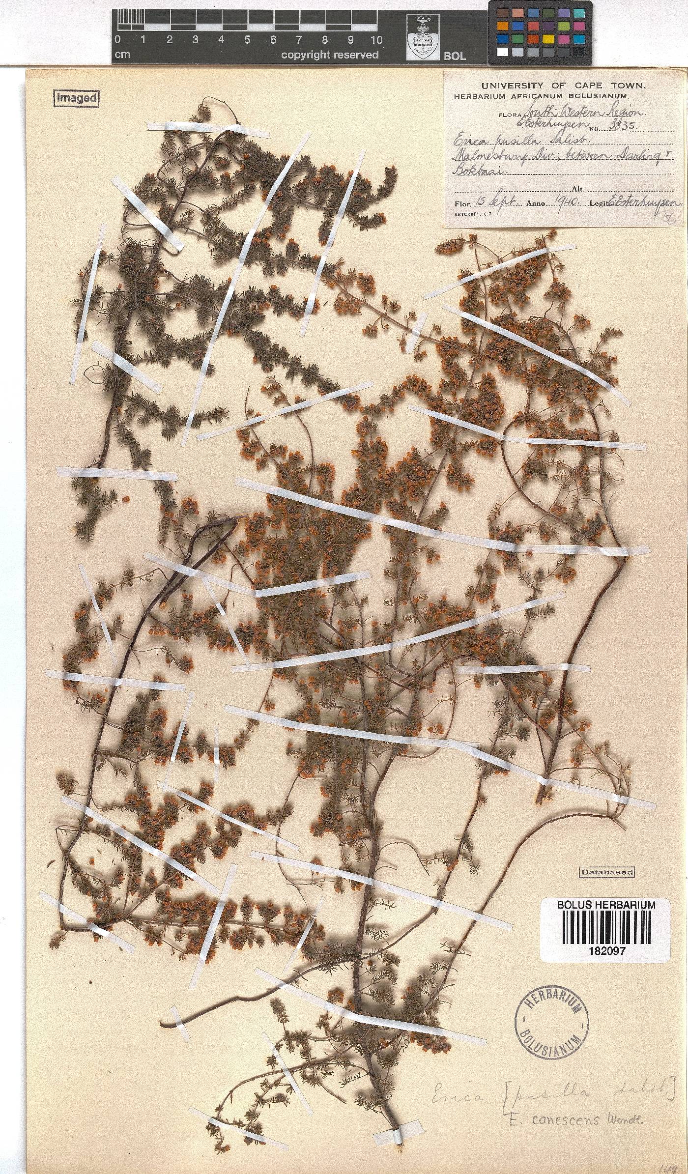 Erica canescens image