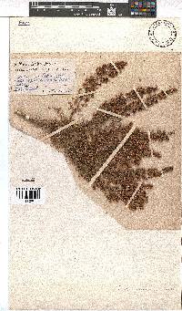 Erica canescens image