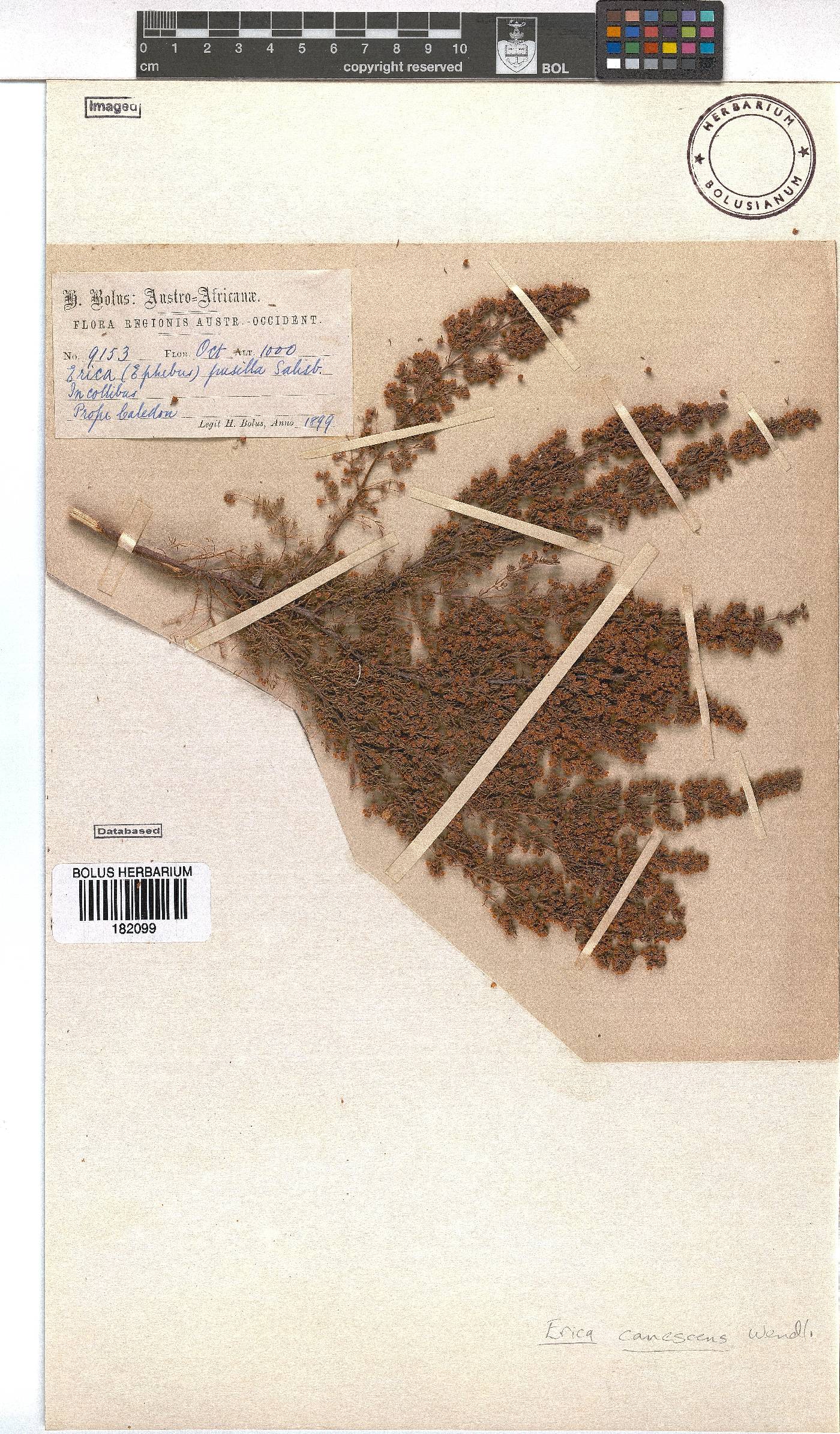 Erica canescens image