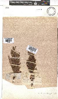 Erica canescens image