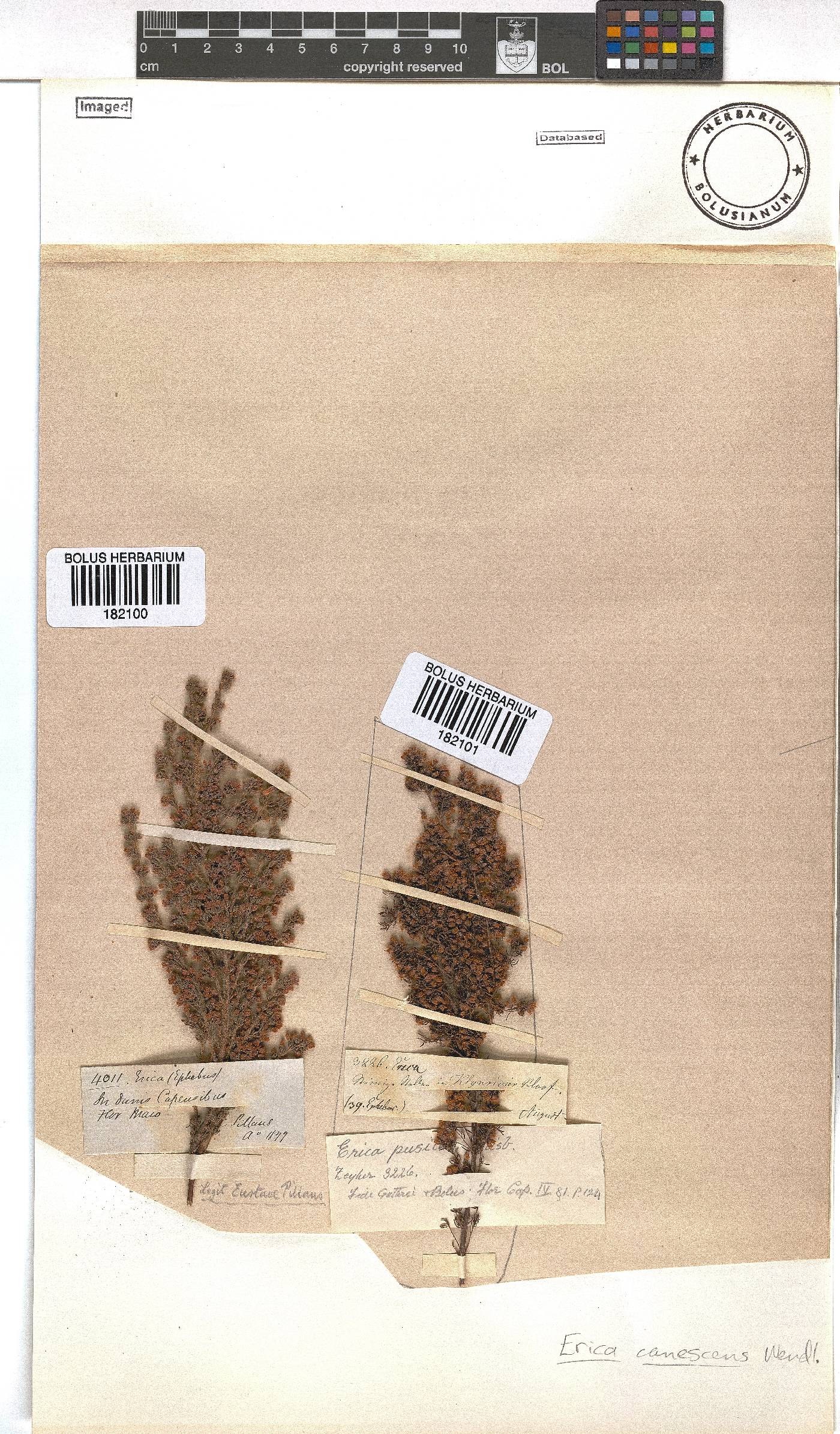 Erica canescens image