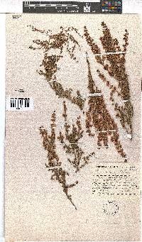 Erica canescens image