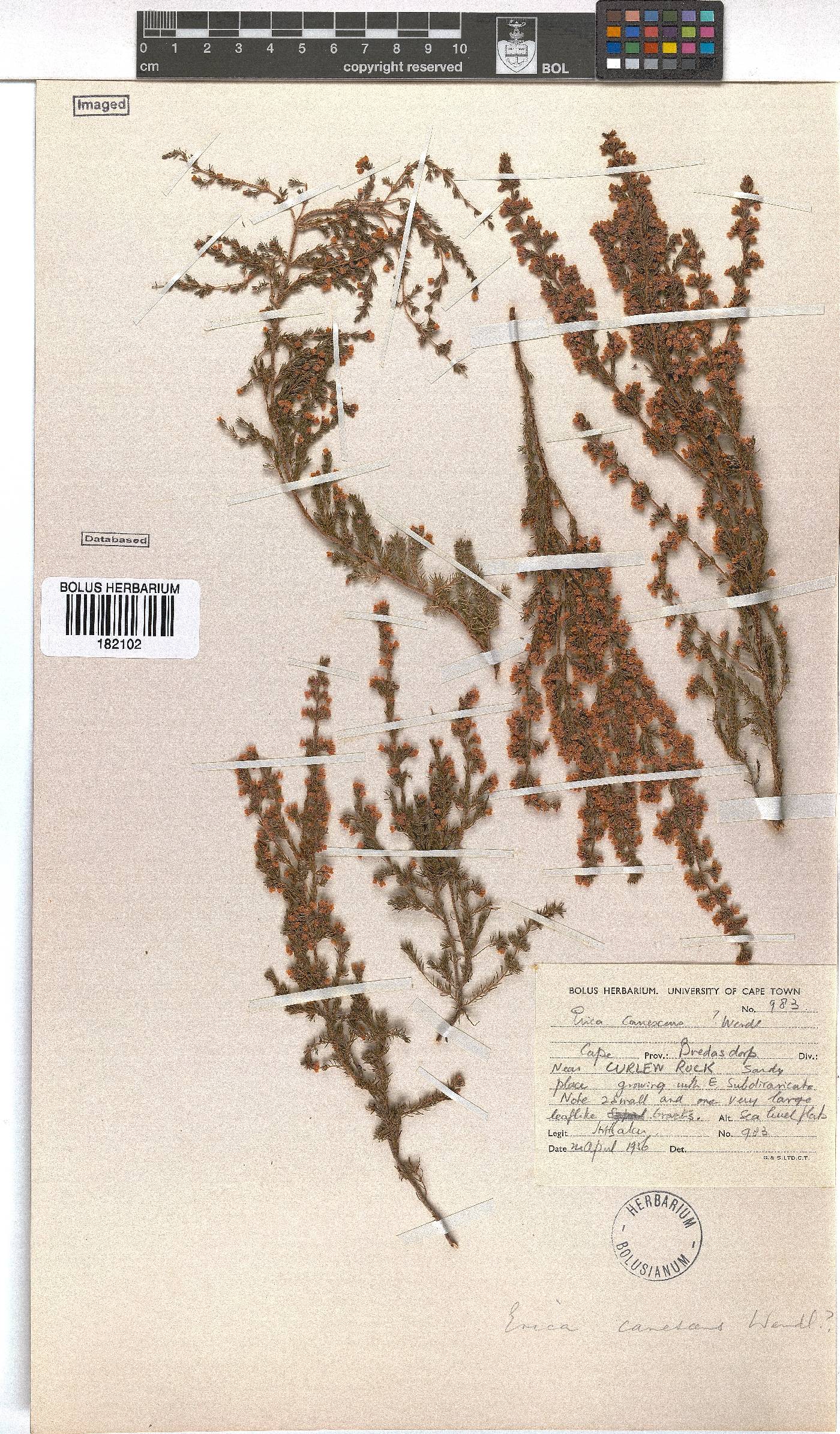 Erica canescens image