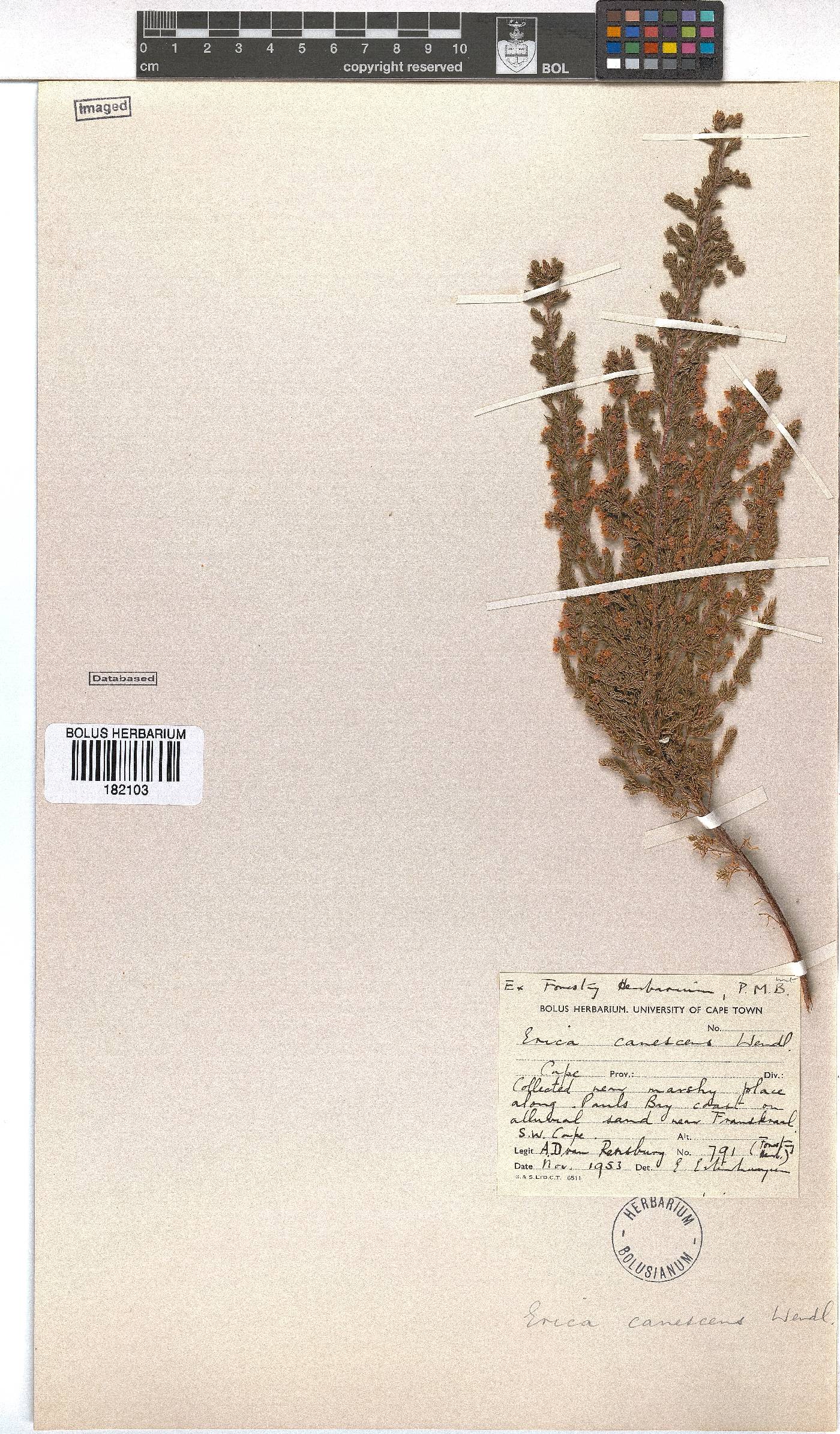 Erica canescens image