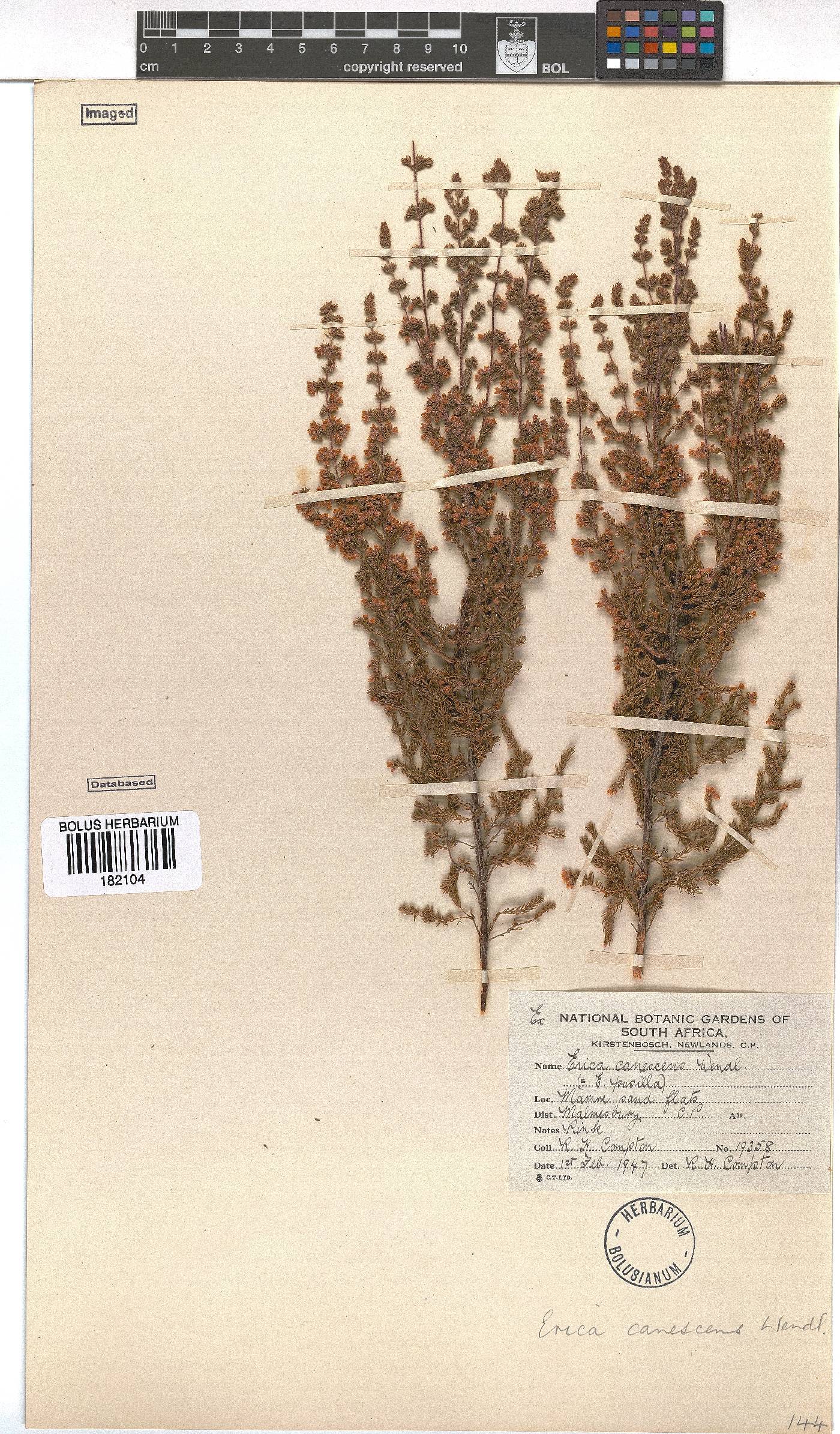 Erica canescens image