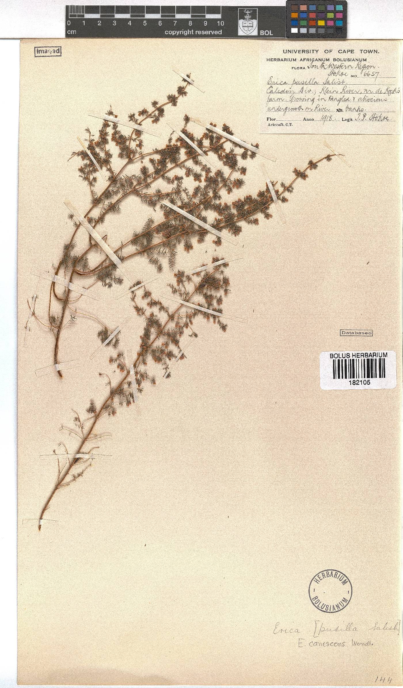 Erica canescens image