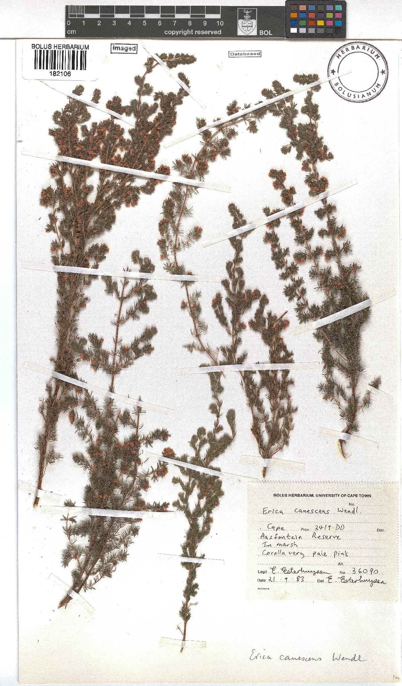 Erica canescens image