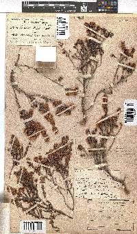 Erica distorta image