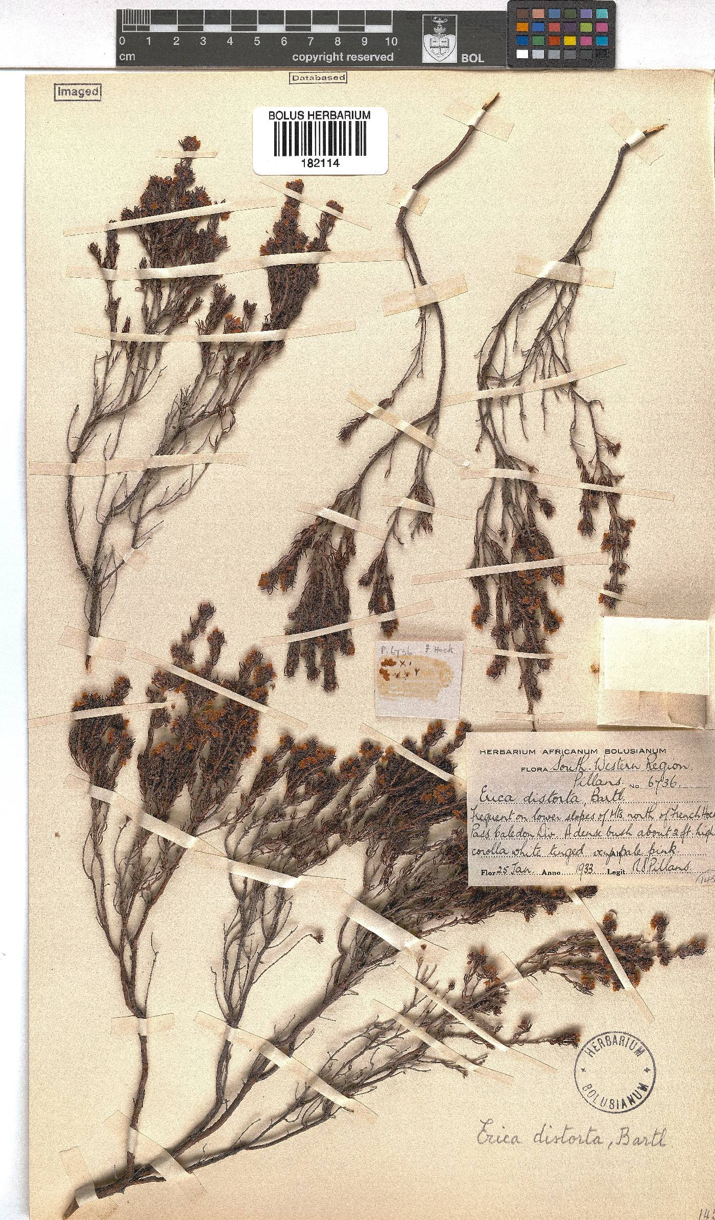 Erica distorta image