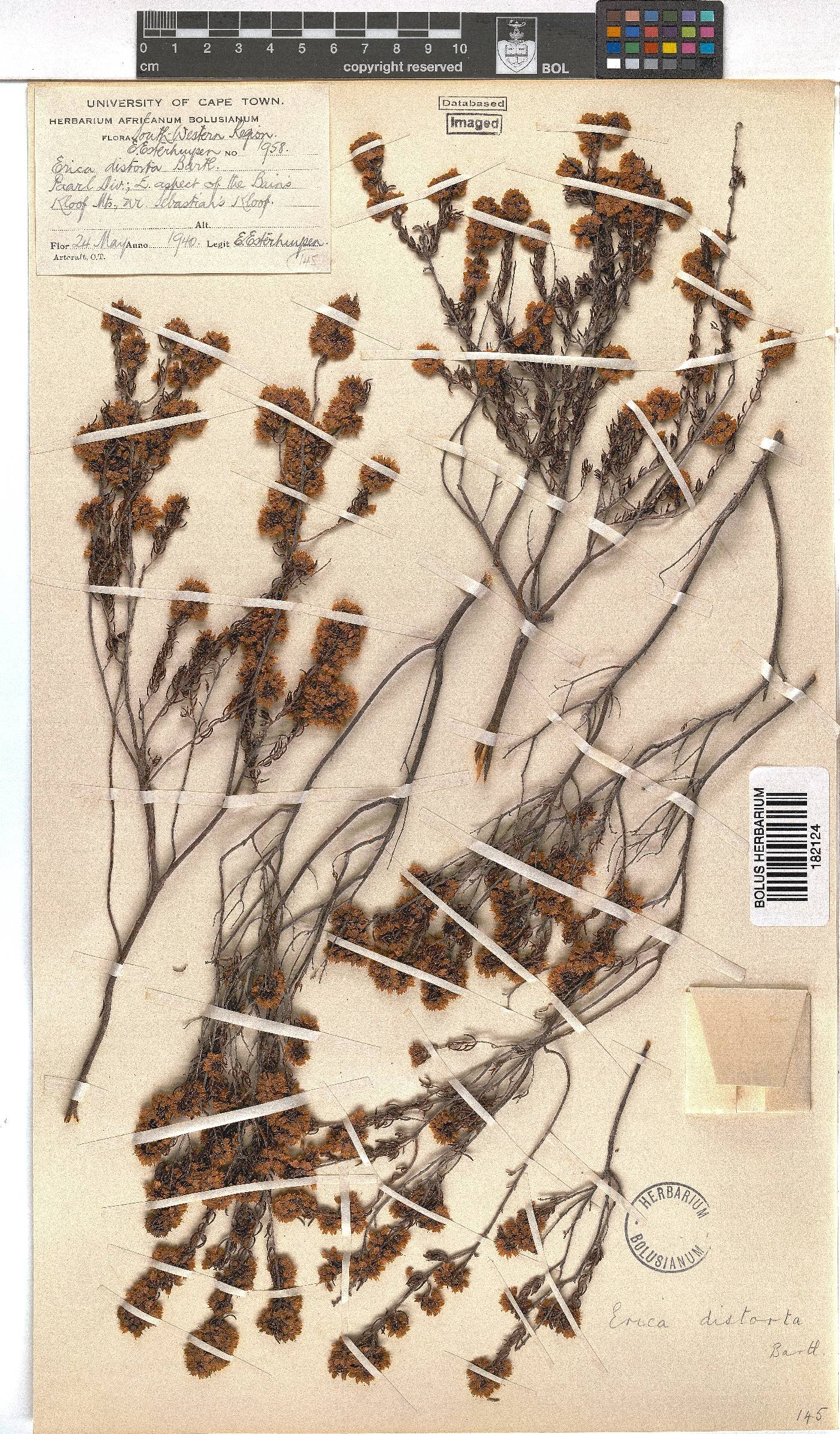 Erica distorta image