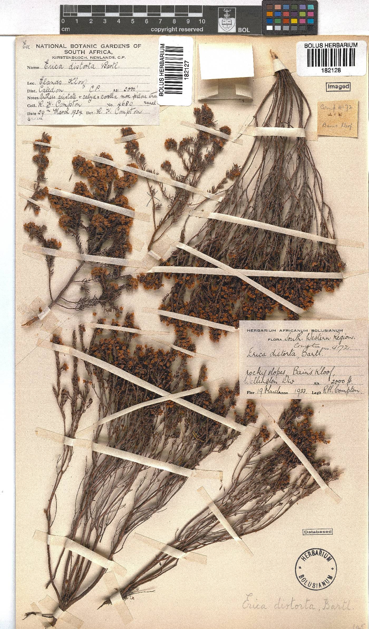 Erica distorta image