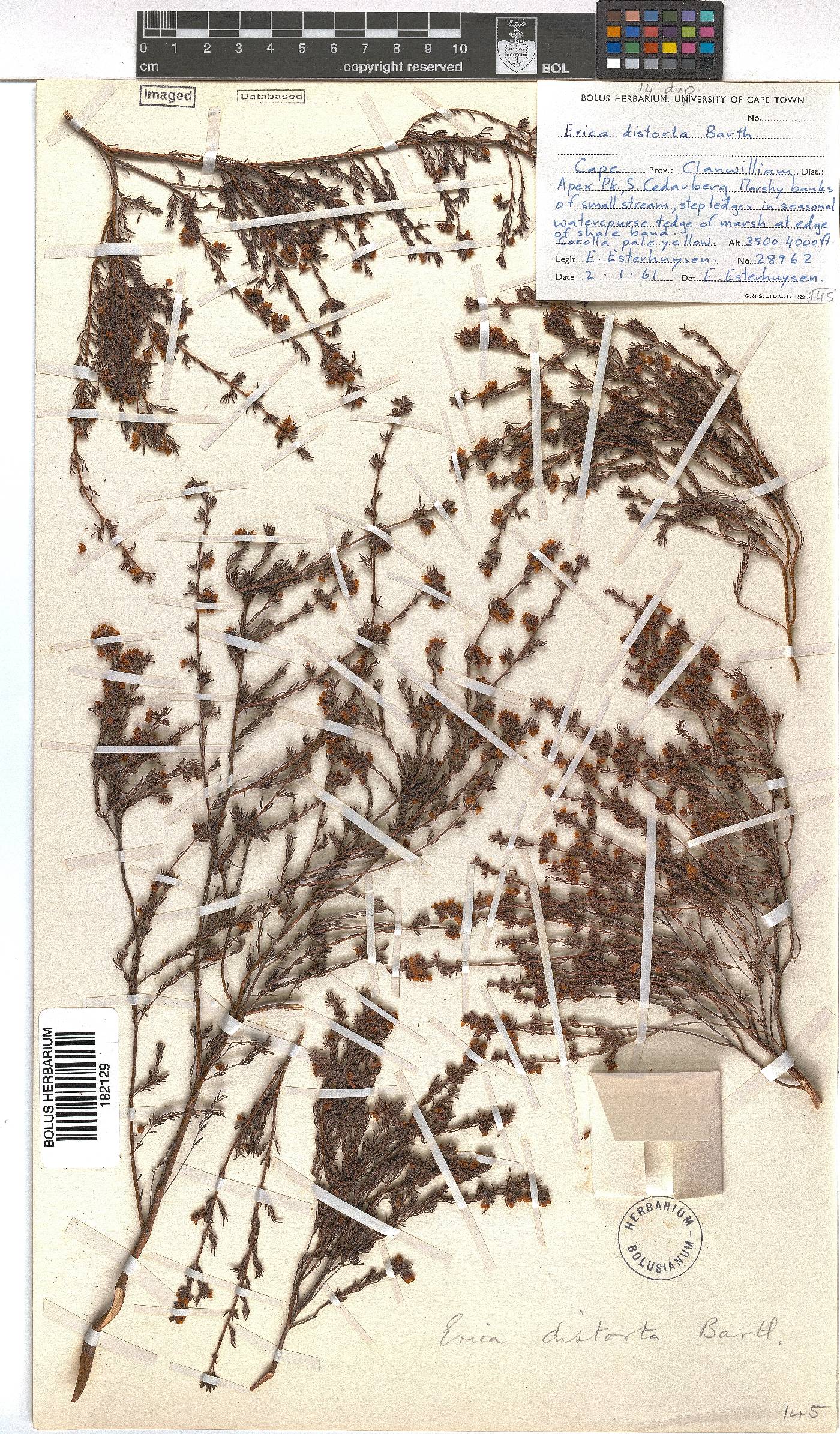 Erica distorta image