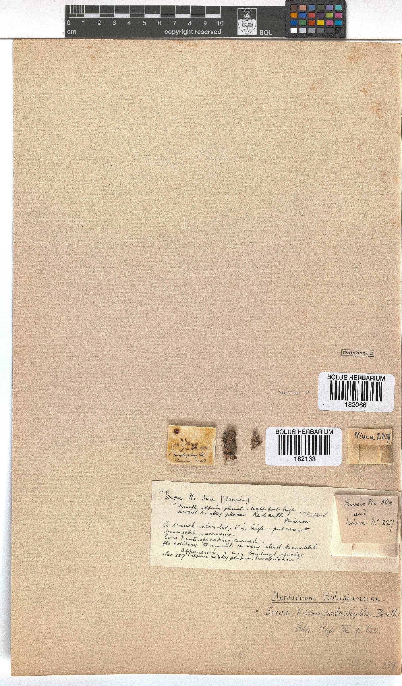 Erica podophylla image