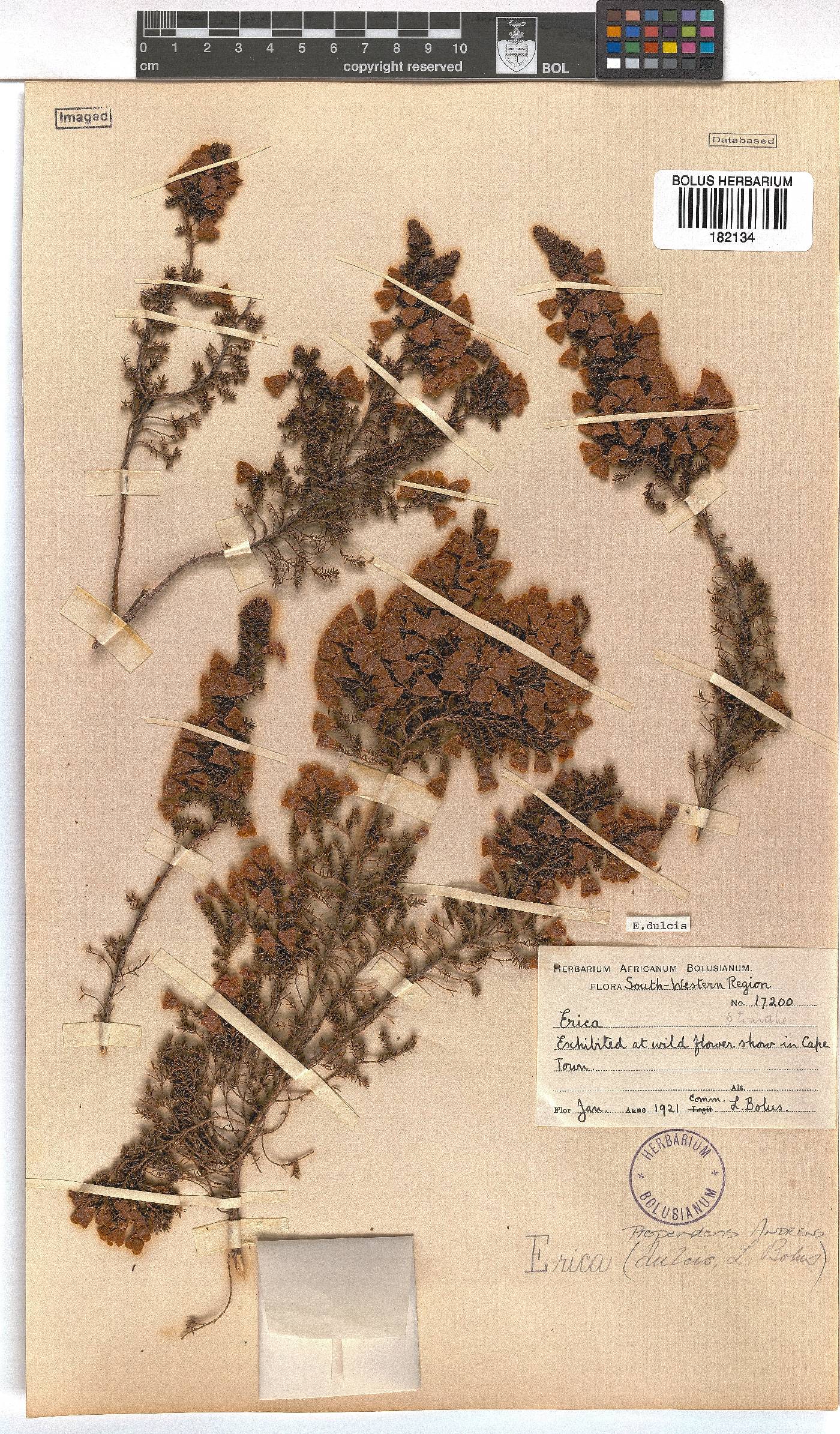 Erica propendens image