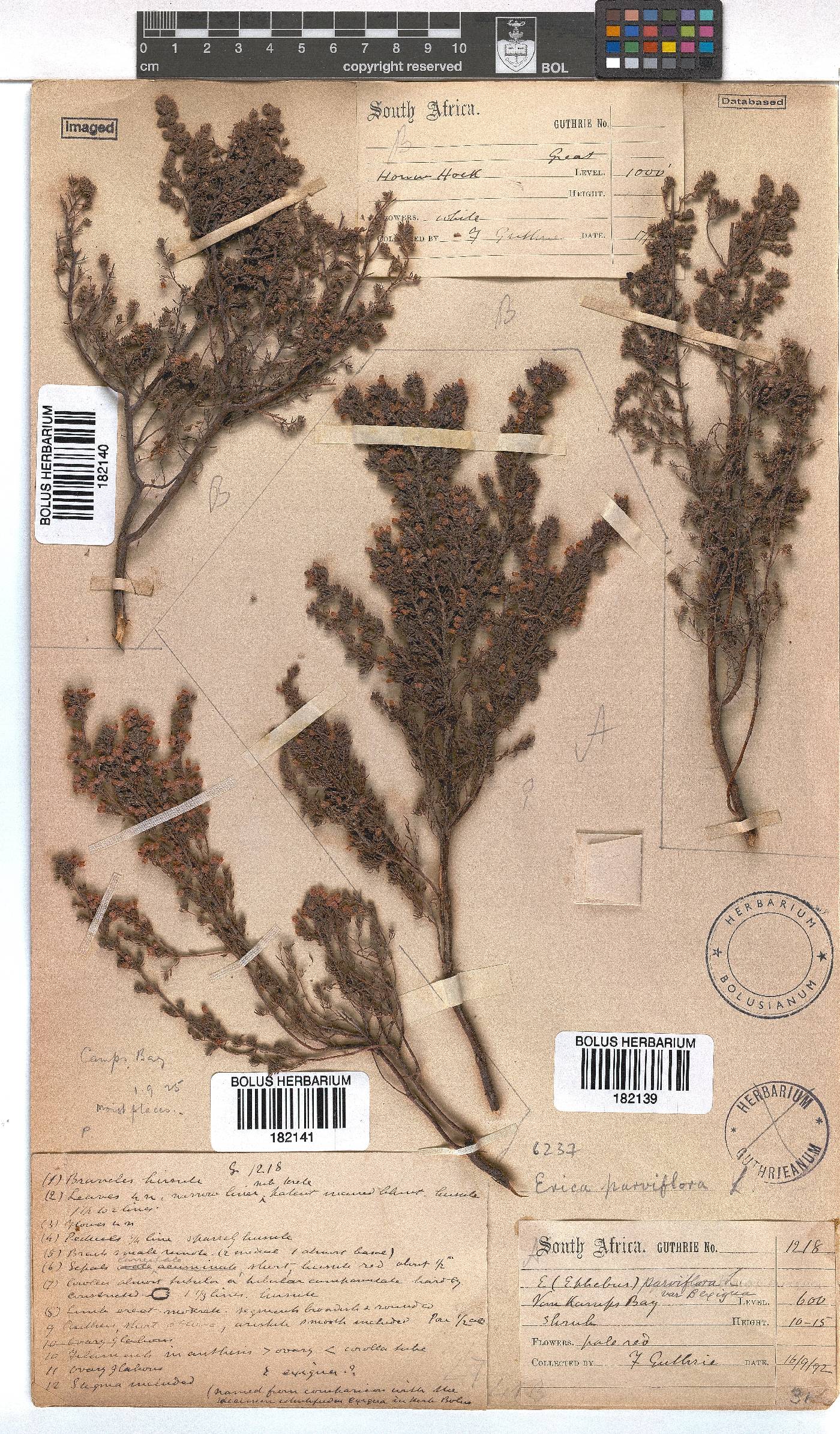 Erica parviflora var. exigua image