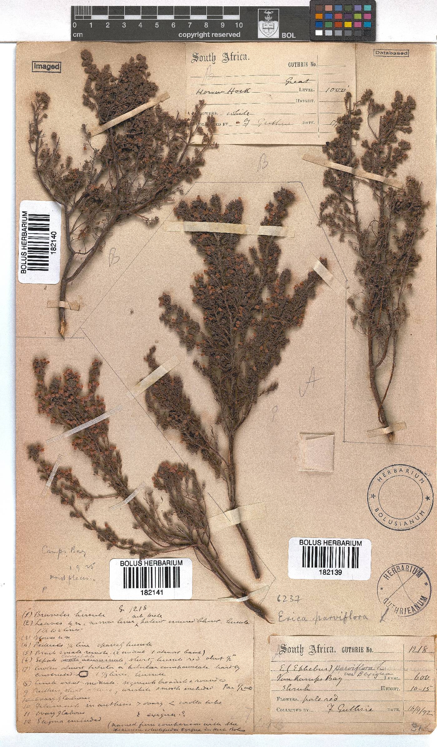 Erica parviflora var. exigua image