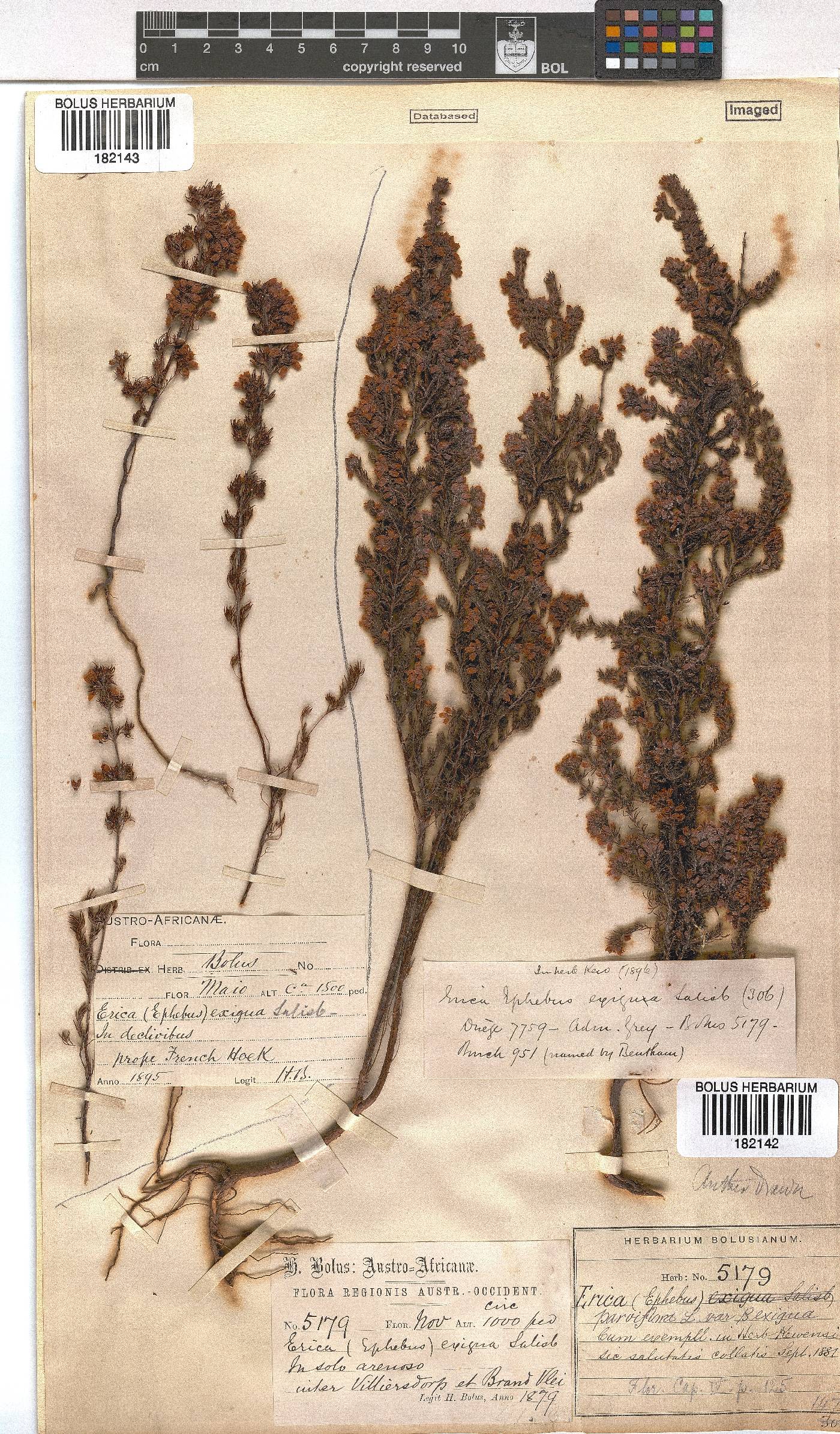 Erica parviflora var. exigua image