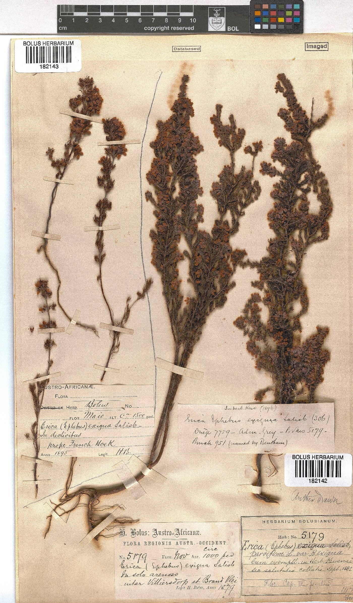 Erica parviflora var. exigua image