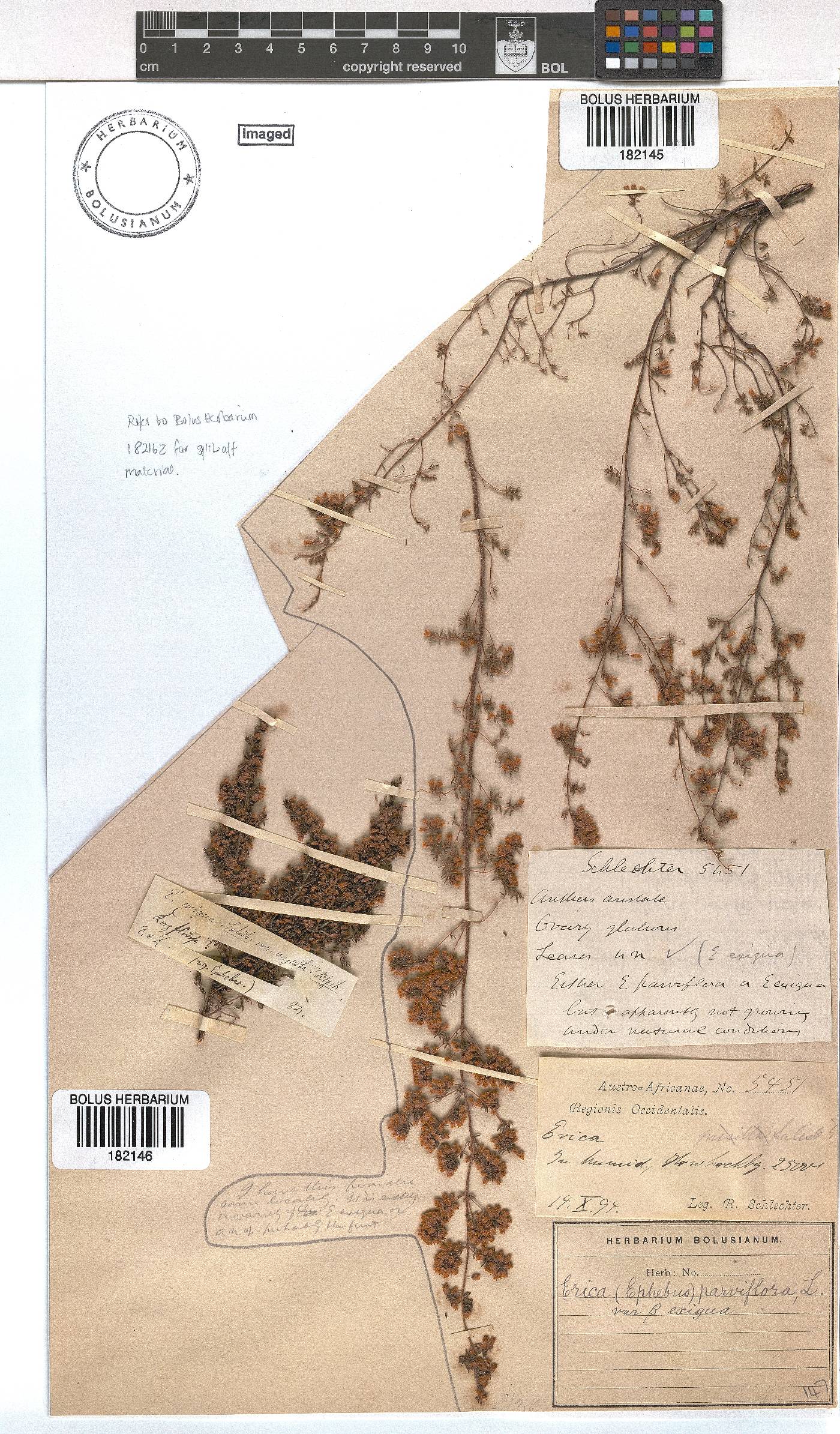 Erica parviflora var. exigua image