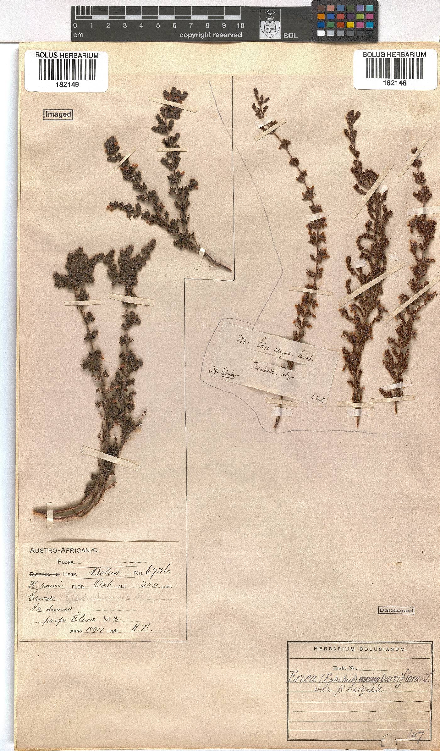 Erica parviflora var. exigua image