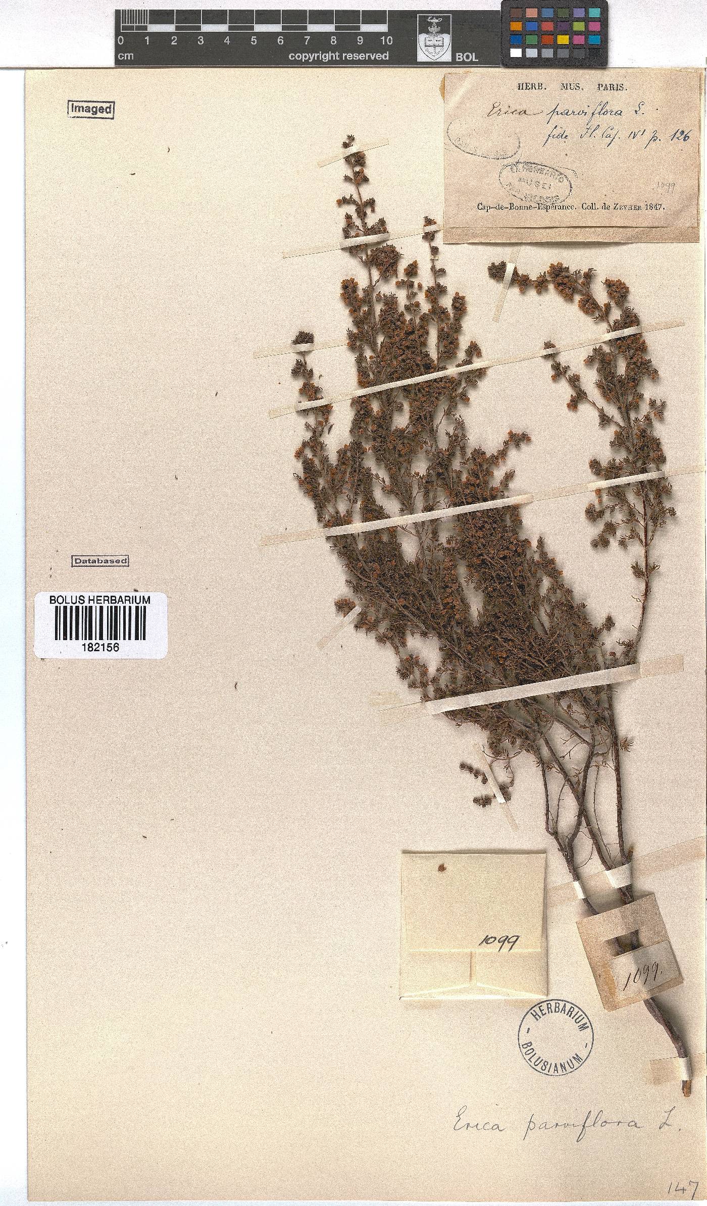 Erica parviflora image