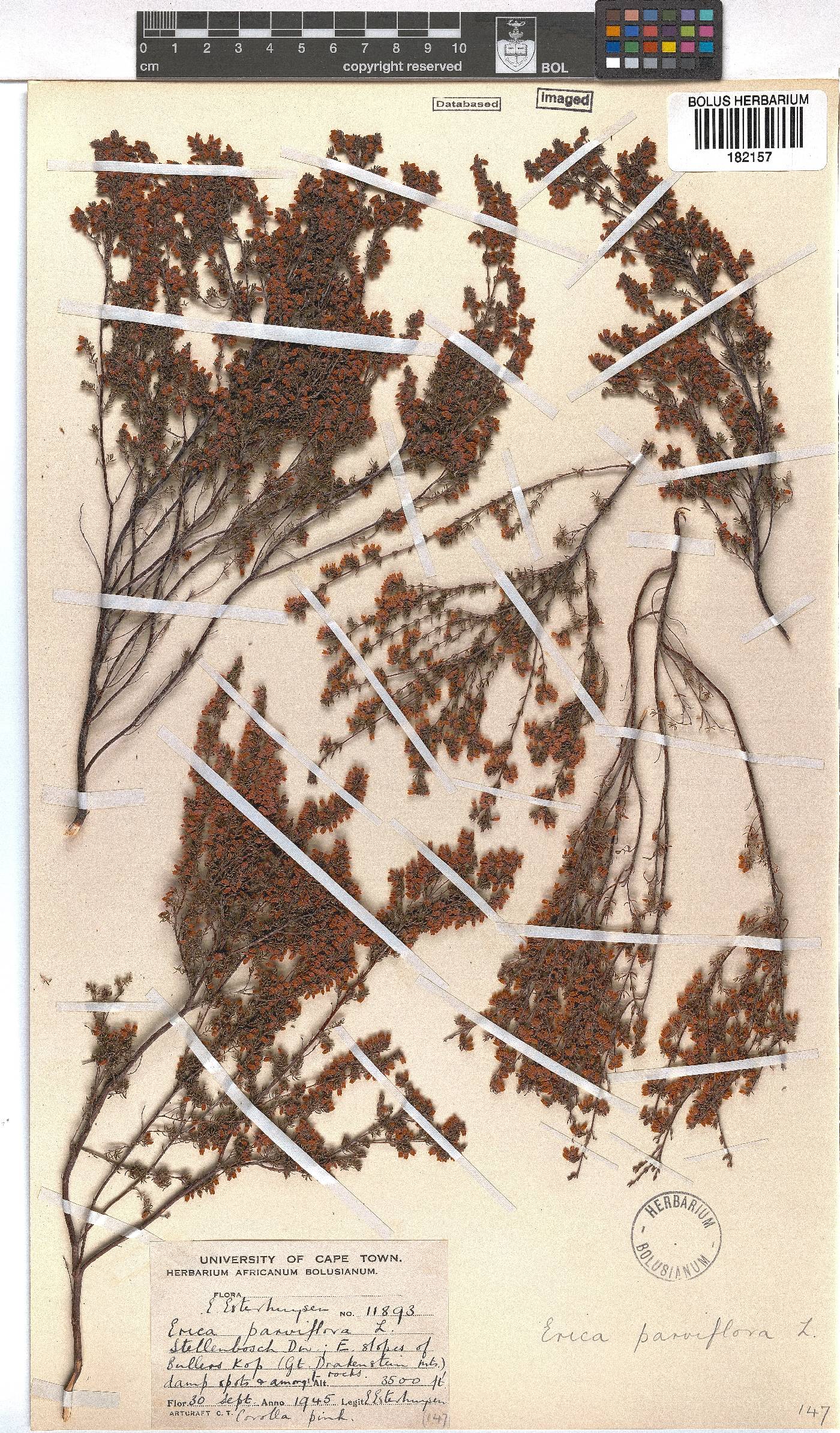 Erica parviflora image