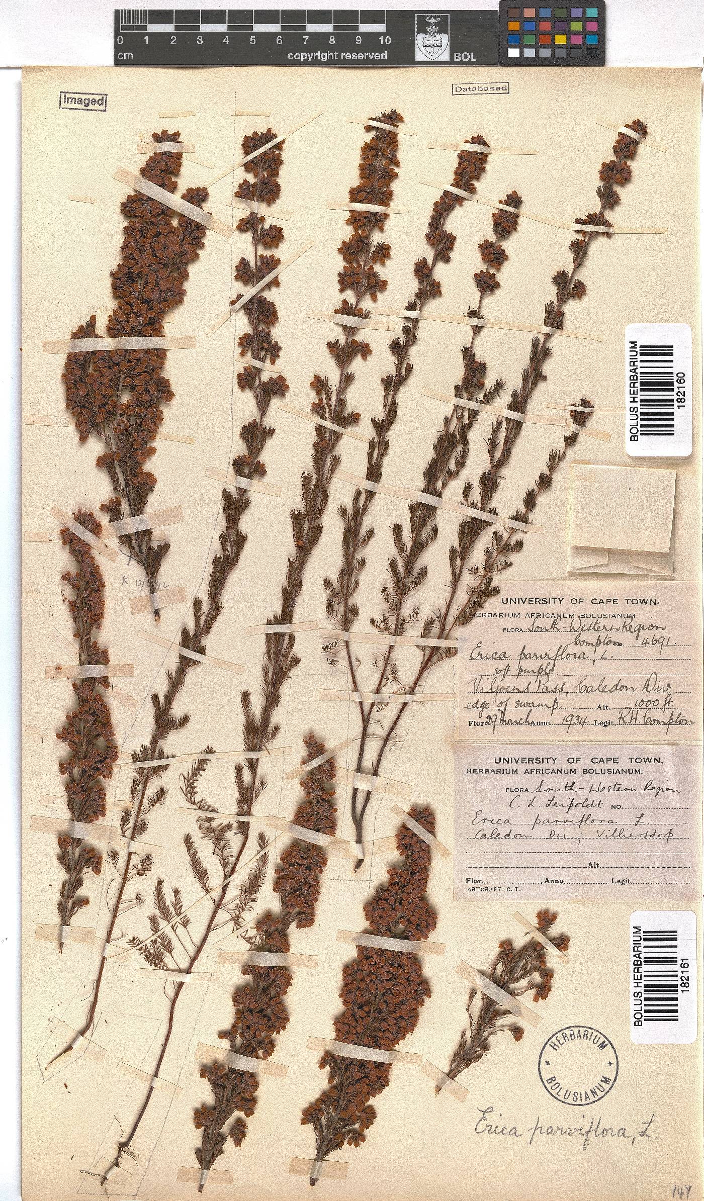 Erica parviflora image