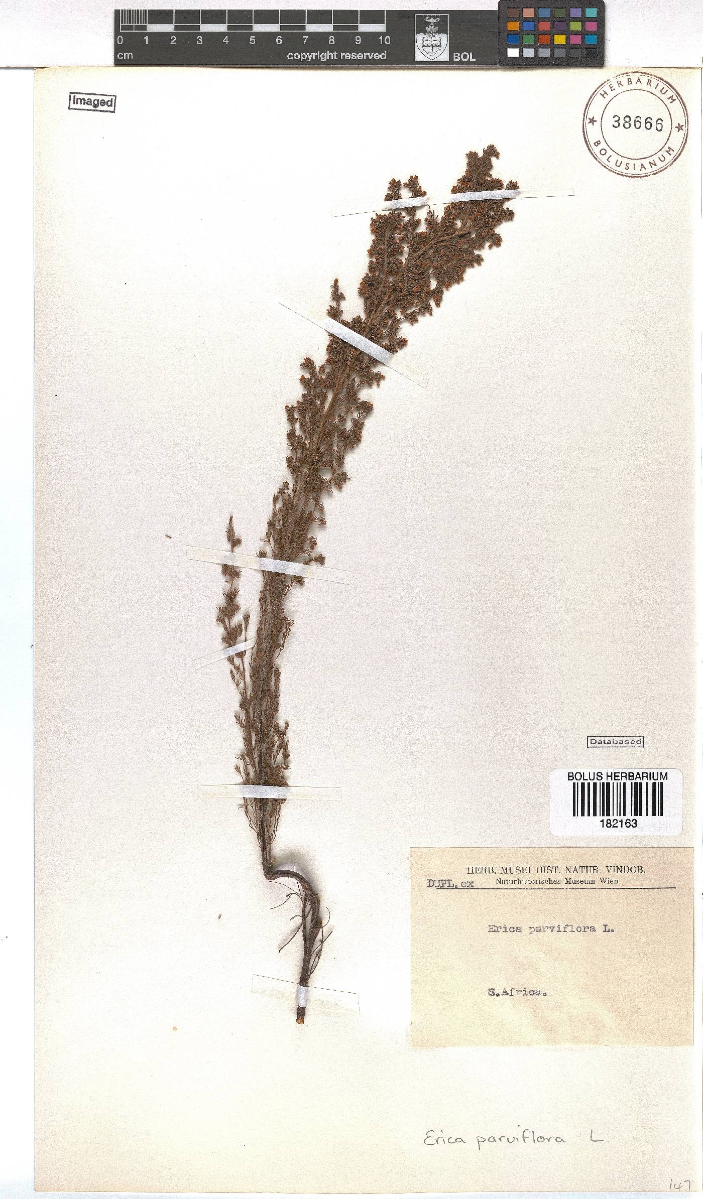 Erica parviflora image