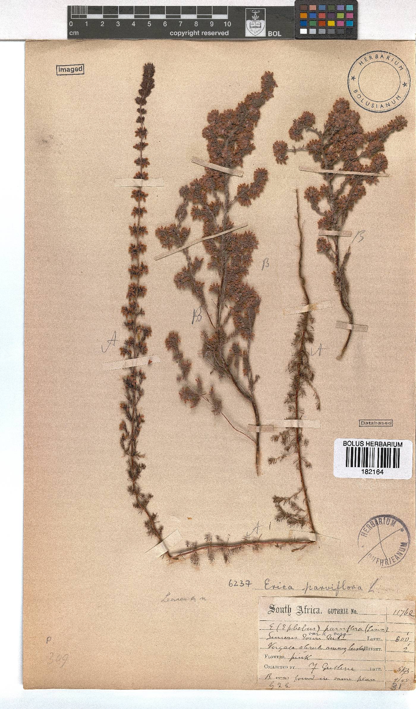 Erica parviflora image