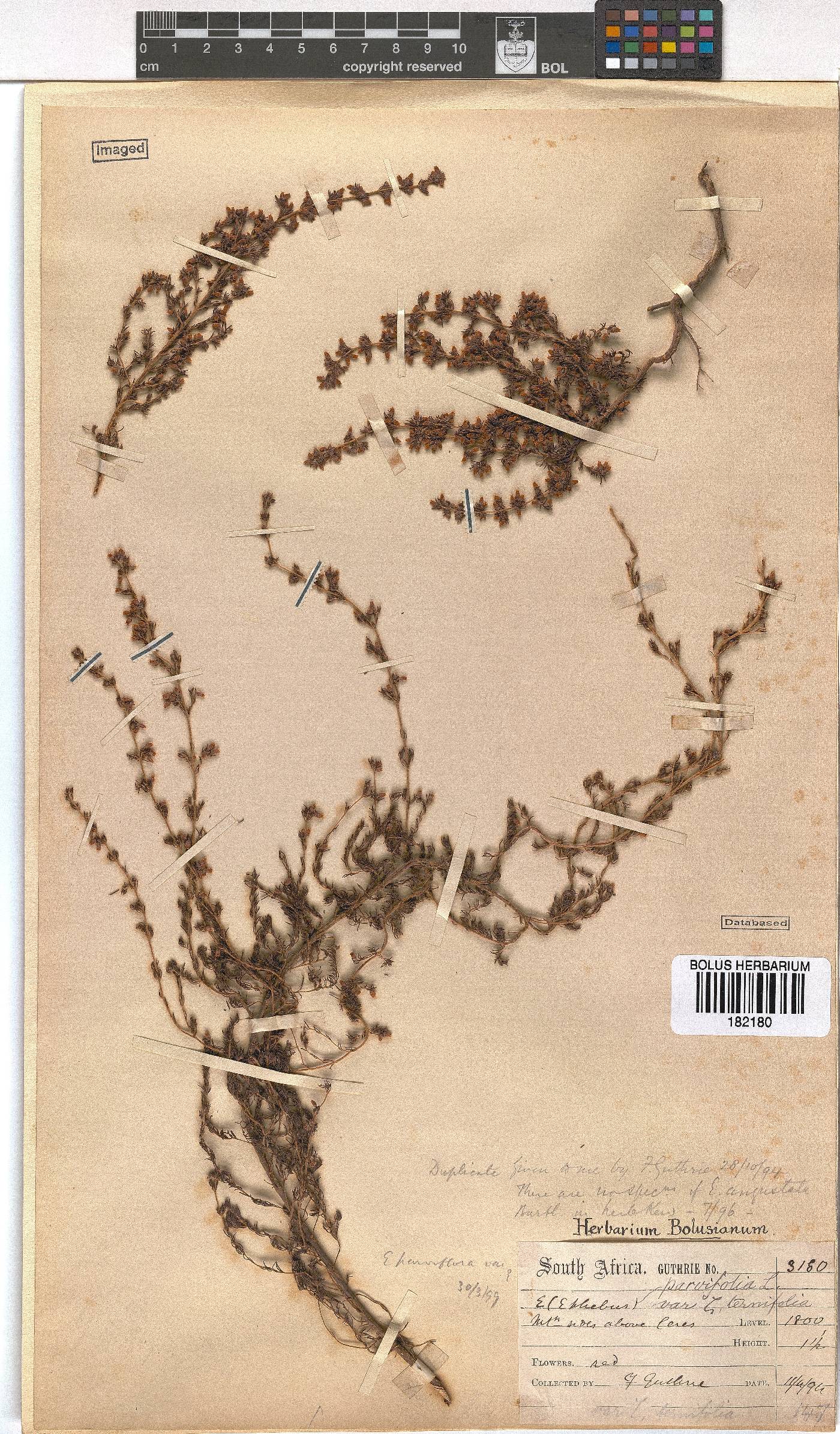 Erica parviflora var. ternifolia image