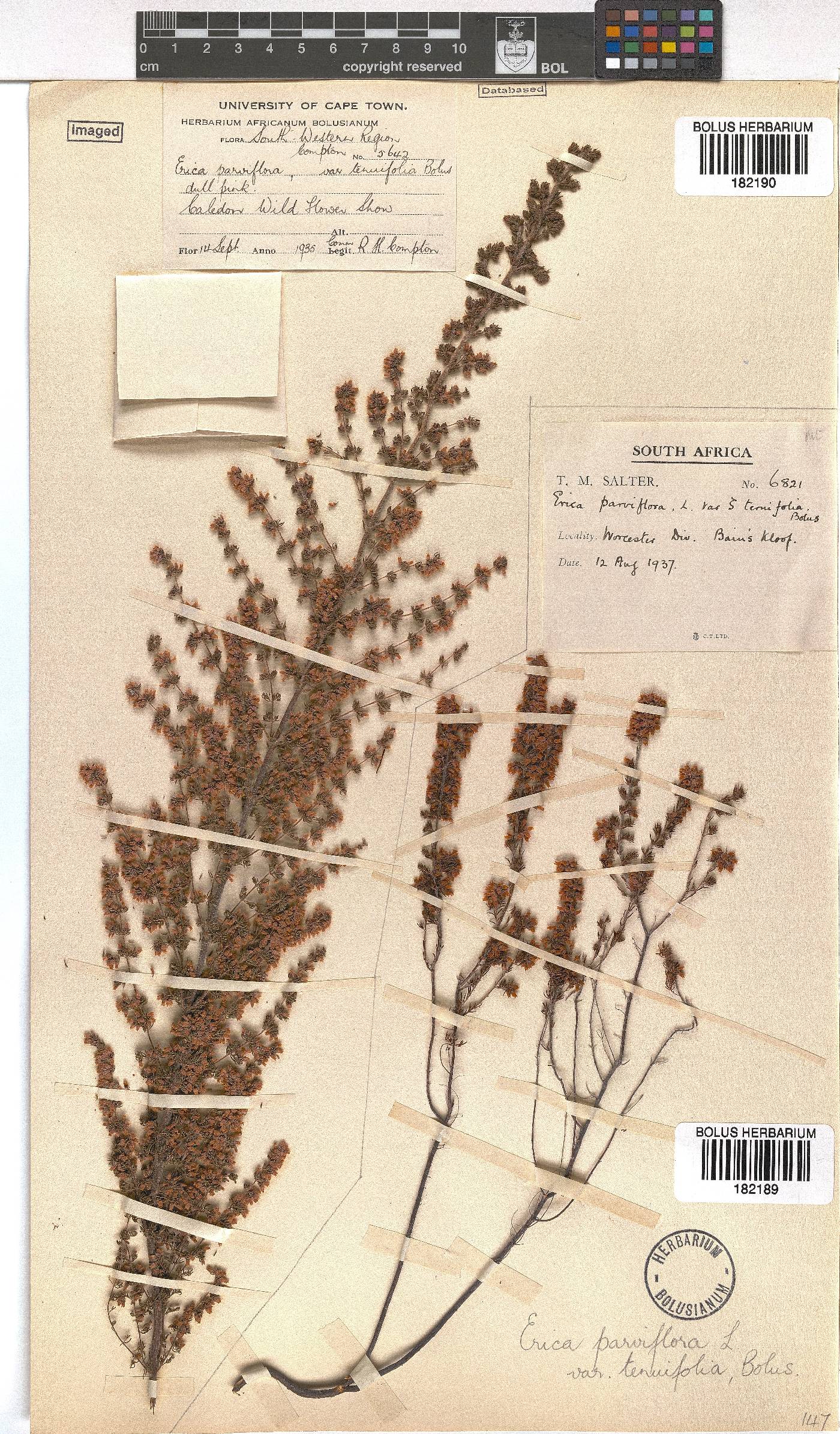 Erica parviflora var. ternifolia image