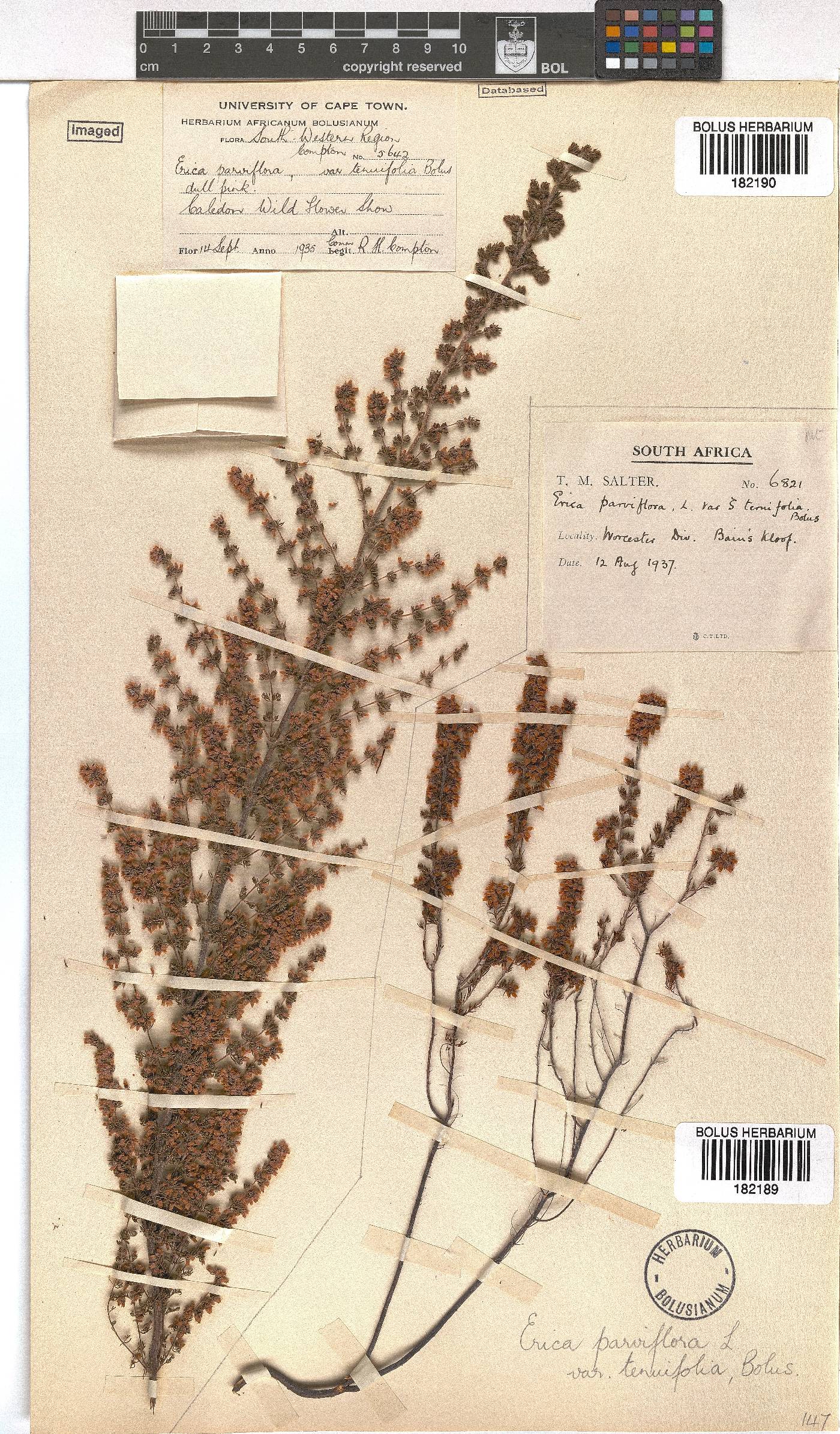 Erica parviflora var. ternifolia image