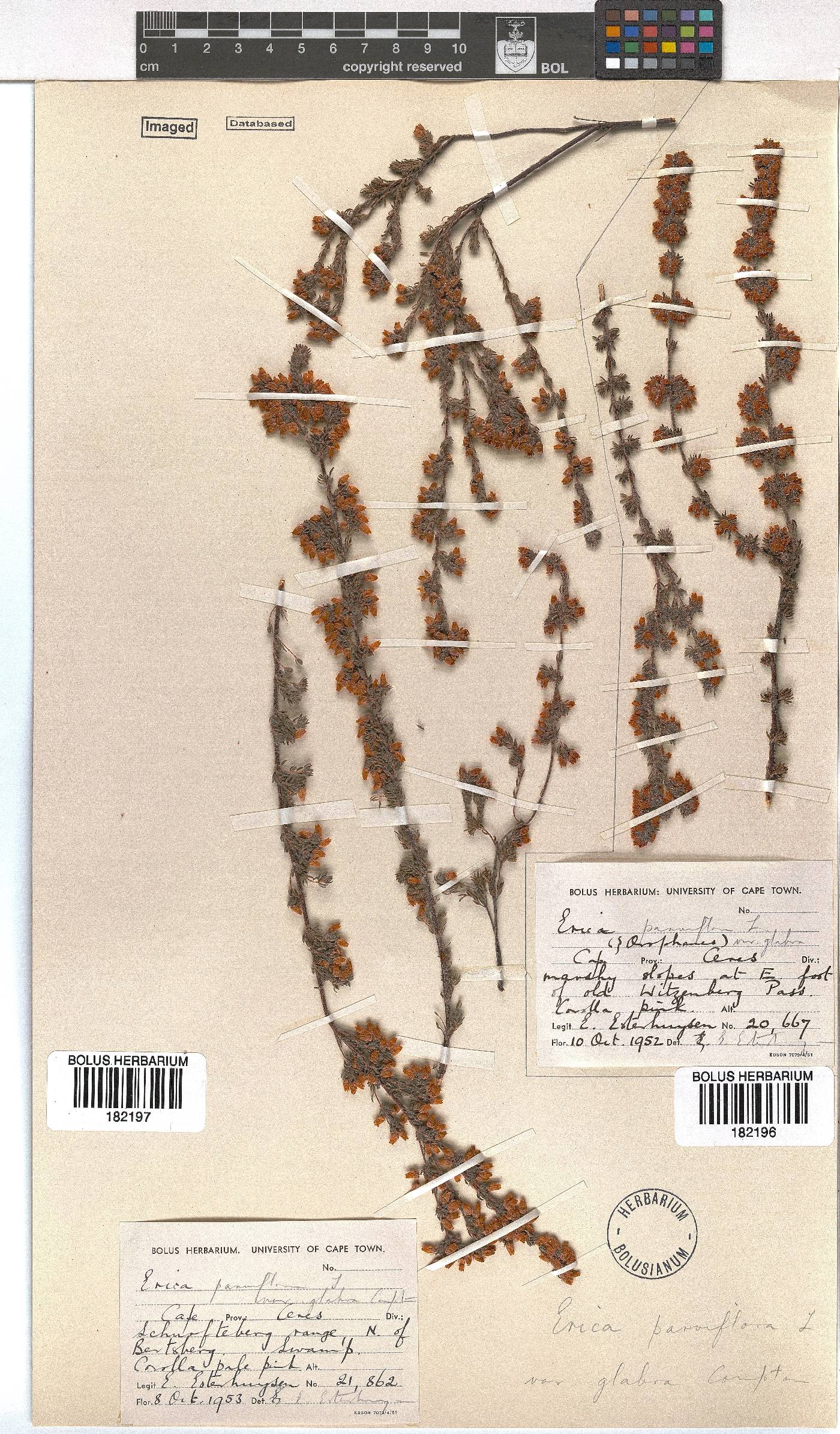 Erica parviflora var. glabra image