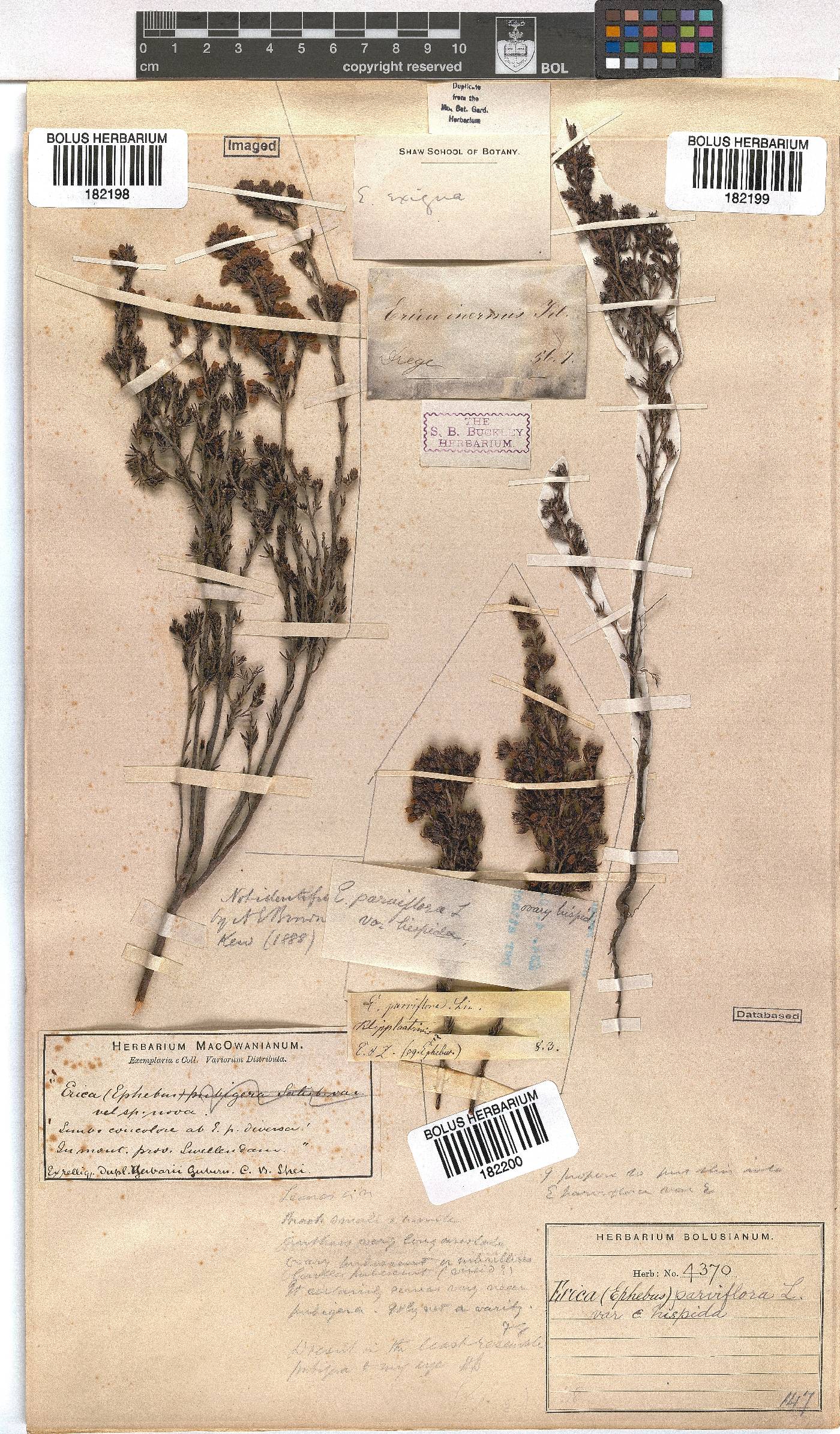 Erica parviflora var. hispida image