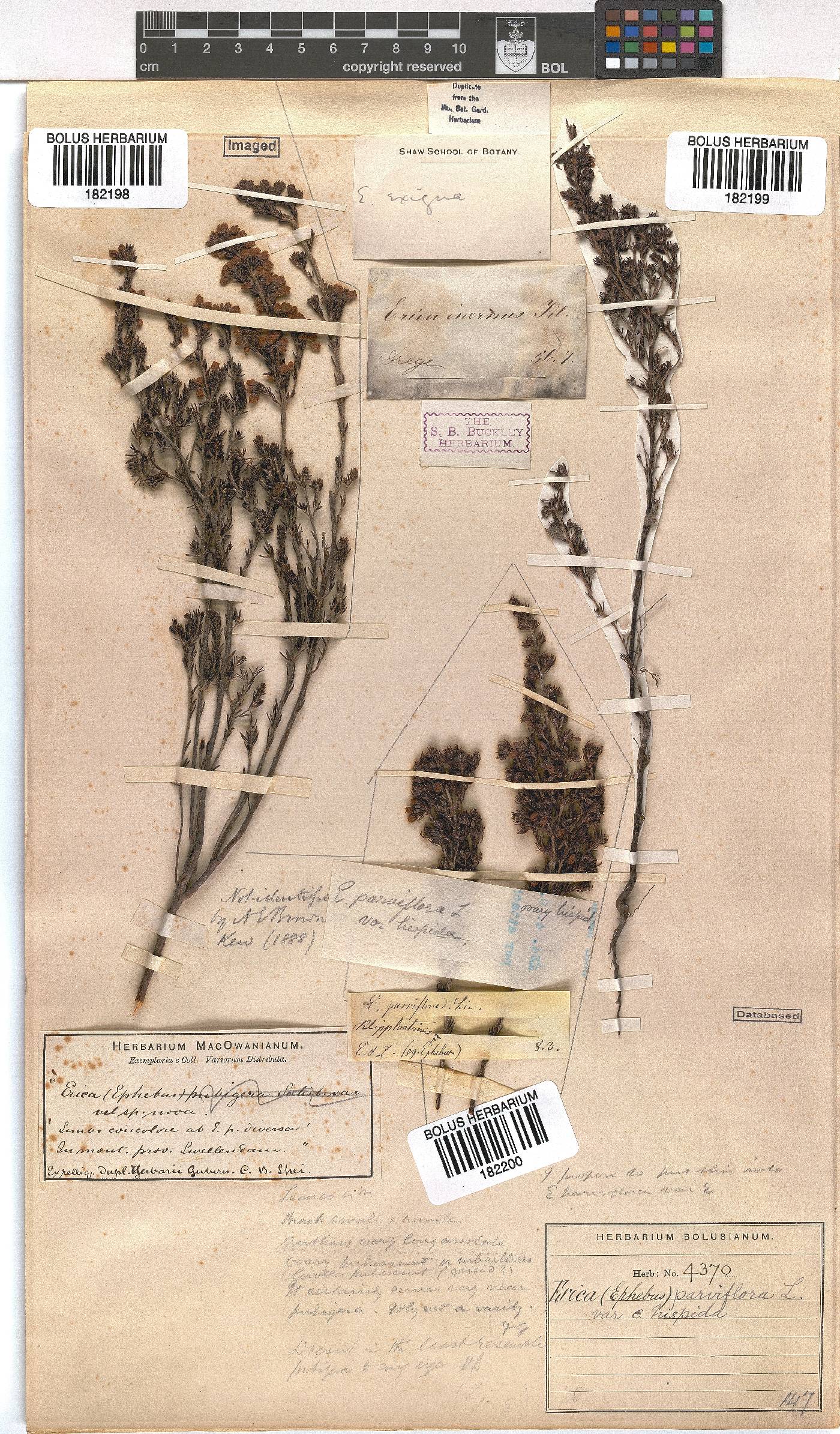 Erica parviflora var. hispida image