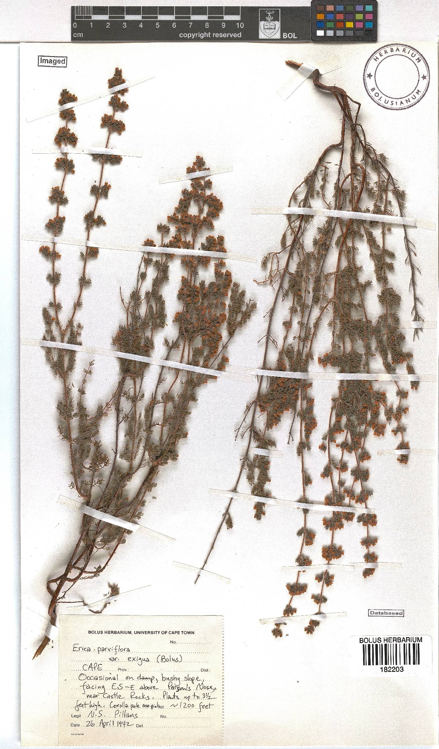 Erica parviflora var. exigua image