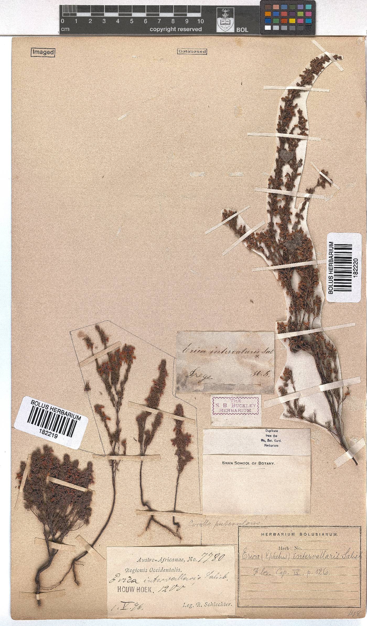 Erica intervallaris image