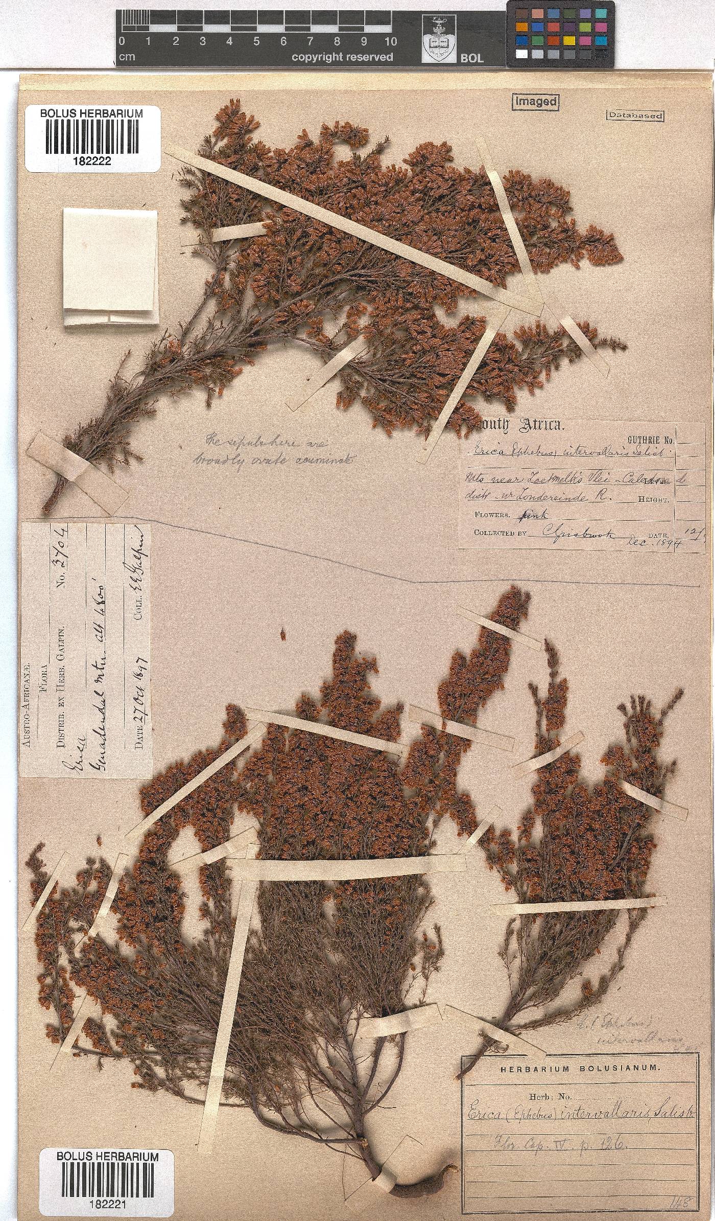 Erica intervallaris image