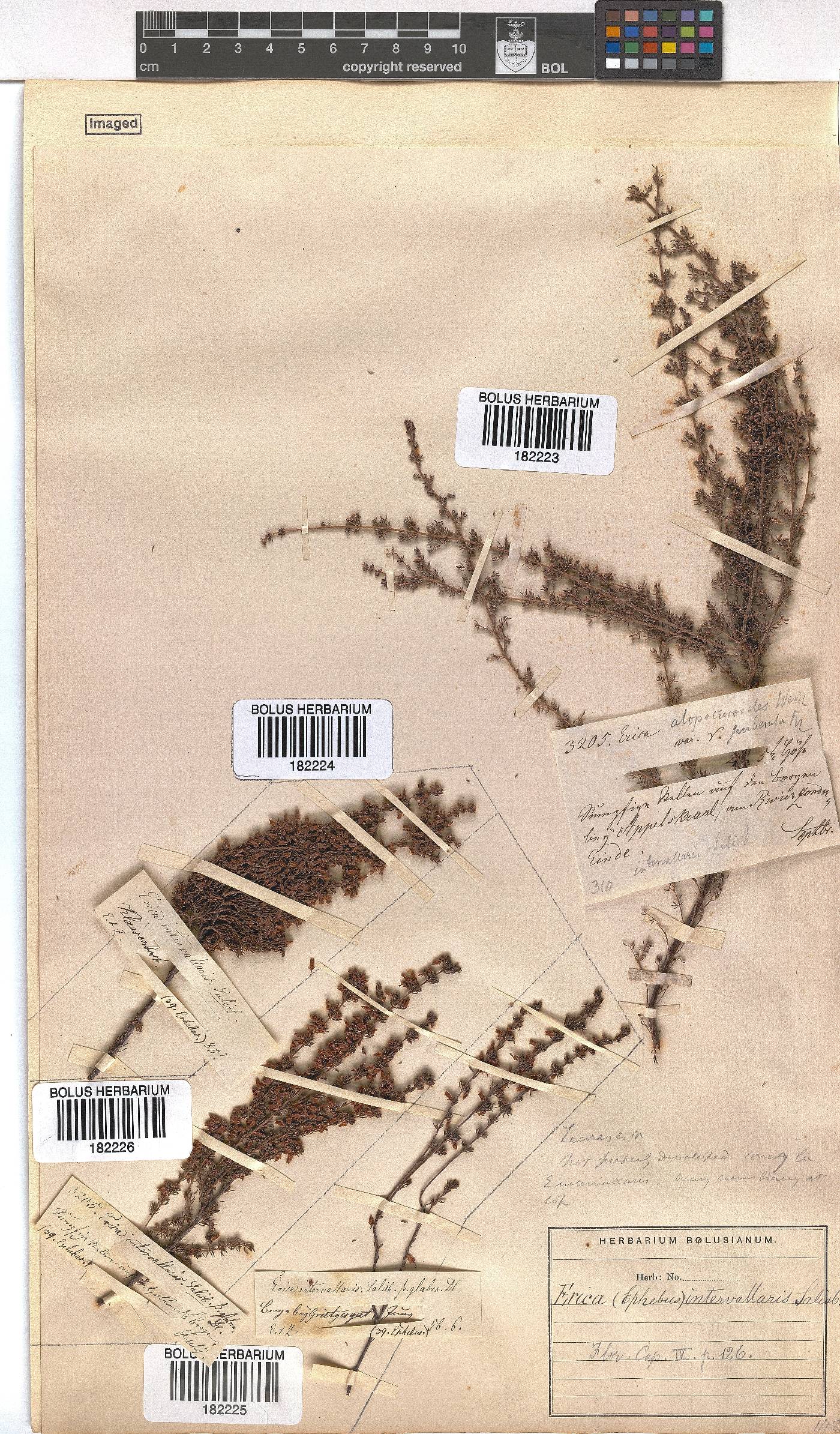 Erica intervallaris image