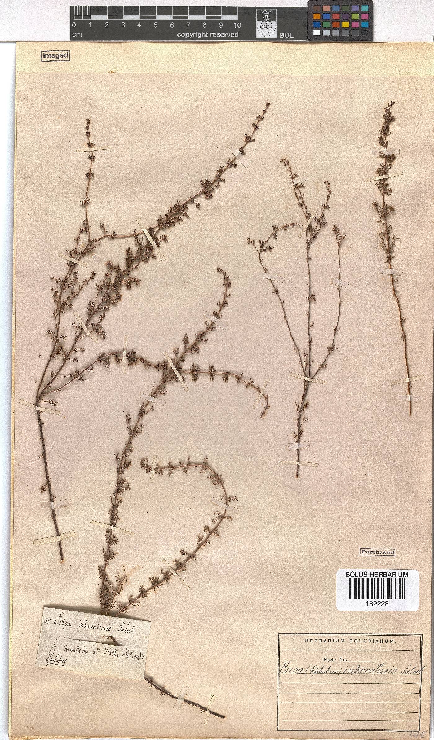 Erica intervallaris image