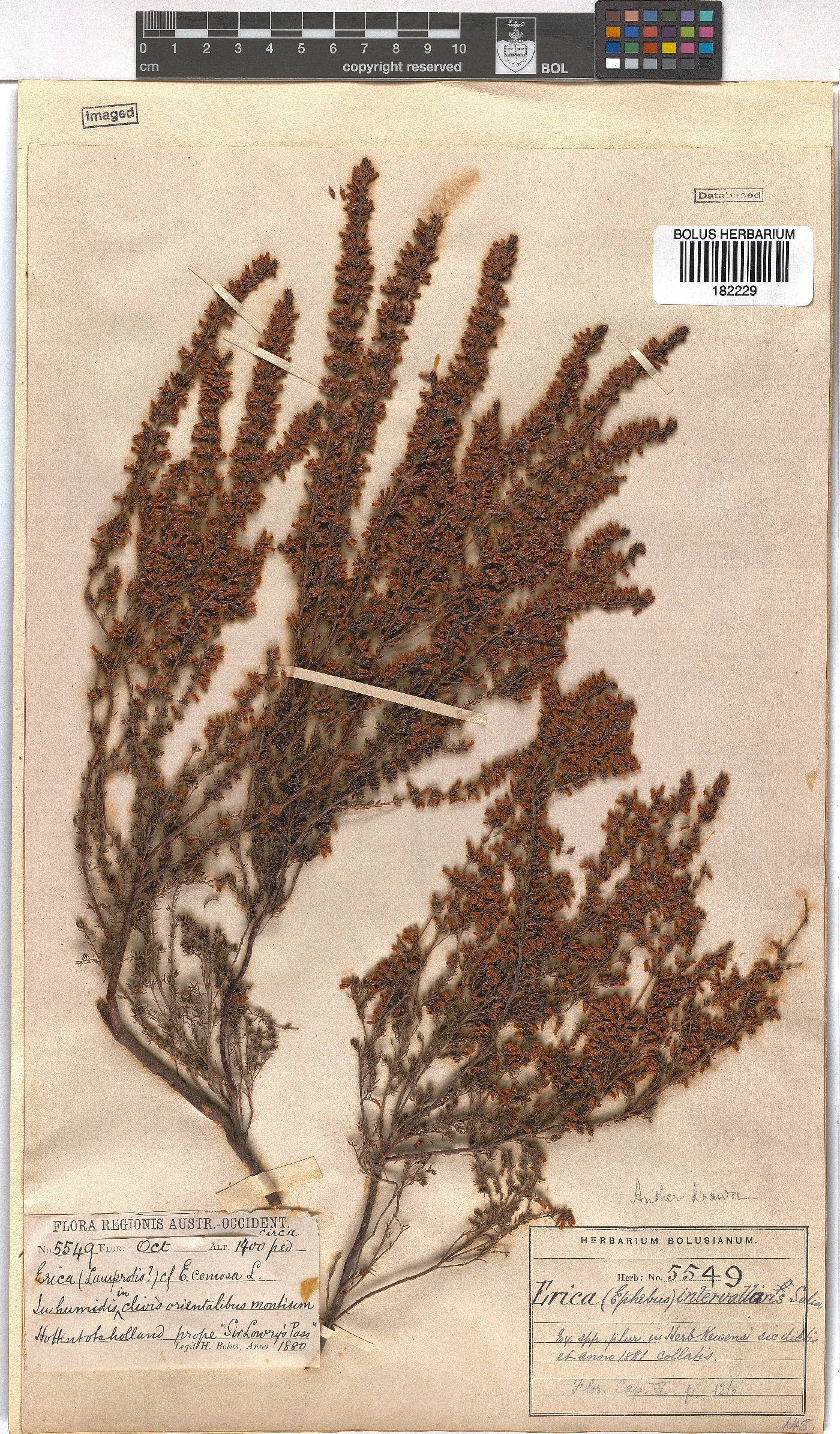 Erica intervallaris image
